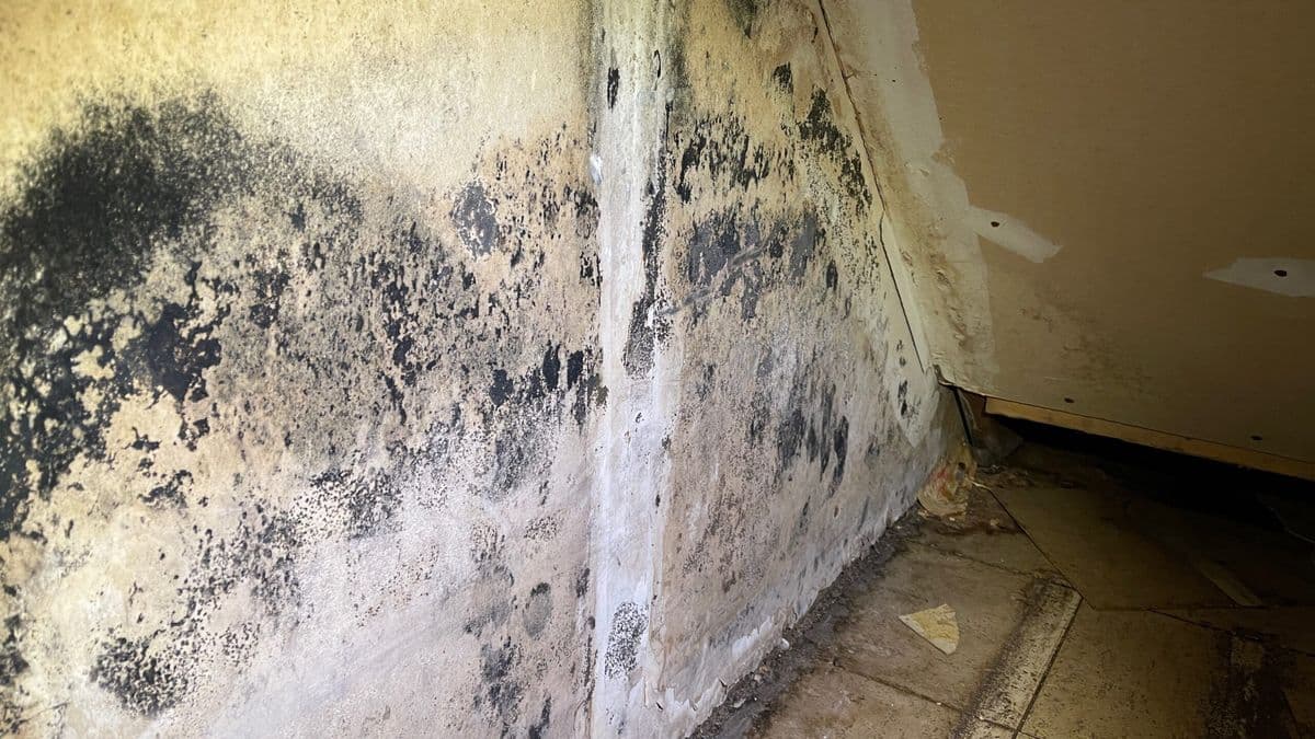 Extensive black mold contamination on wall surfaces in a Philadelphia home requiring professional IICRC-certified remediation